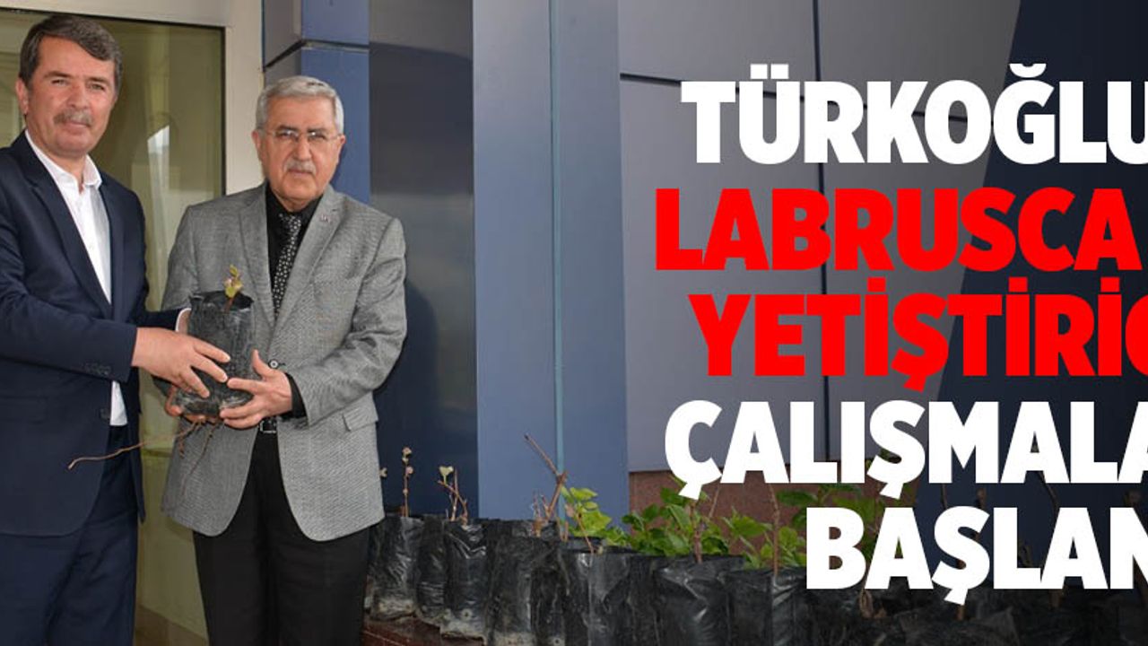 Türkoğlu’nda Labrusca üzüm yetiştiriciliği çalışmalarına başlandı