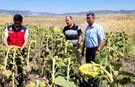 Türkoğlu Tarım Müdürlüğü üreticilerle sahada buluştu