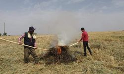 Kahramanmaraş''ta firik buğdayı hasadı başladı