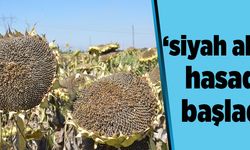  ‘siyah altın’ hasadı başladı