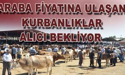 Araba fiyatına ulaşan kurbanlıklar alıcı bekliyor  