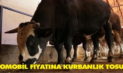 Otomobil fiyatına kurbanlık tosun