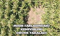 Mısır tarlasındaki kenevirleri drone yakaladı