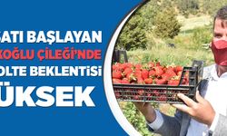 HASATI BAŞLAYAN ‘TÜRKOĞLU ÇİLEĞİ’NDE REKOLTE BEKLENTİSİ YÜKSEK