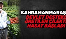 Kahramanmaraş''ta devlet destekli üretilen çilekte hasat başladı   