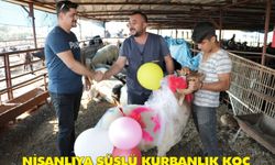 Nişanlıya süslü kurbanlık koç