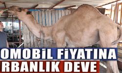 Otomobil fiyatına kurbanlık deve