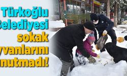 Türkoğlu Belediyesi sokak hayvanlarını unutmadı!