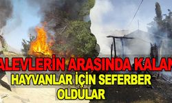 Alevlerin arasında kalan hayvanlar için seferber oldular