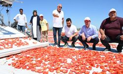 Türkoğlu, kurutulmuş domates ihracatına hazırlanıyor