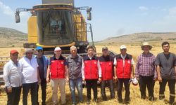 Türkoğlu'nda buğday hasadı devam ediyor