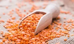 Üreticiye kırmızı mercimek ve nohut tohumu desteği