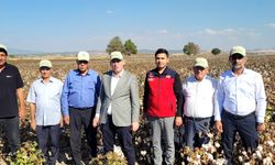 Pamuk Hasadı Başladı, Emeğin Karşılığı Toplanıyor