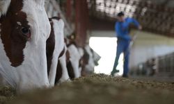 2026 Besilik Sığır İthalatı Başvuruları Başladı