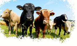 Türkoğlu’nda şap için aşılama kampanyası: Son gün 30 Nisan