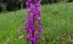 Salep yetiştiriciliği için hibe desteği başvuruları sürüyor