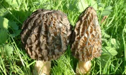 Türkoğlu’nun Altın Değeri Kuzu Göbeği Mantarı piyasaya çıktı