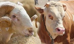 5 ilçede kurban fiyatları netleşti