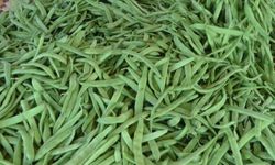 Yeşil Fasulye Kilosu 200 TL’den Tezgahlardaki Yerini Aldı