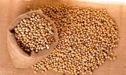 Üreticiye yüzde 50 Hibeli Soya Tohumu Desteği