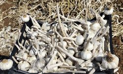 Sarımsak Hasadı Başladı