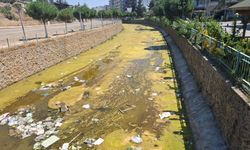 Yosun, Çöp ve Koku, Kanal Yeşile Büründü