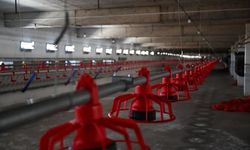 20 milyon TL’lik Broiler tesisi üretime başladı