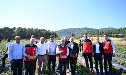 Kahramanmaraş protokolünden çilek üreticilerine ziyaret