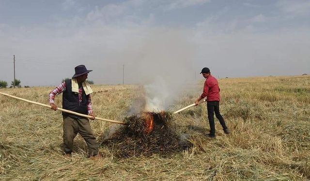 Kahramanmaraş''ta firik buğdayı hasadı başladı