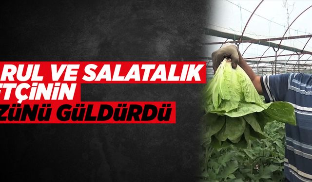 Marul ve salatalık çiftçinin yüzünü güldürdü 