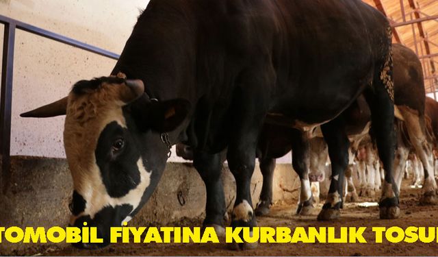 Otomobil fiyatına kurbanlık tosun