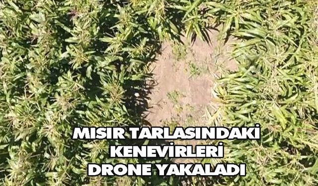 Mısır tarlasındaki kenevirleri drone yakaladı