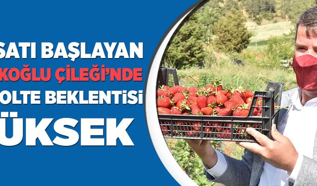 HASATI BAŞLAYAN ‘TÜRKOĞLU ÇİLEĞİ’NDE REKOLTE BEKLENTİSİ YÜKSEK