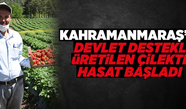 Kahramanmaraş''ta devlet destekli üretilen çilekte hasat başladı   