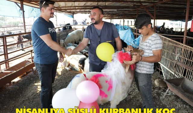 Nişanlıya süslü kurbanlık koç