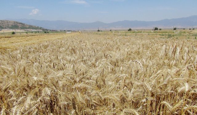 Toprak Mahsulleri Ofisi’nde ürün alımına devam ediyor