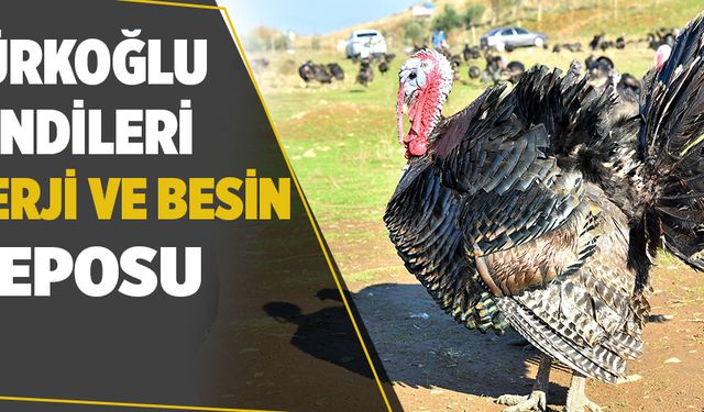 TÜRKOĞLU HİNDİLERİ ENERJİ VE BESİN DEPOSU