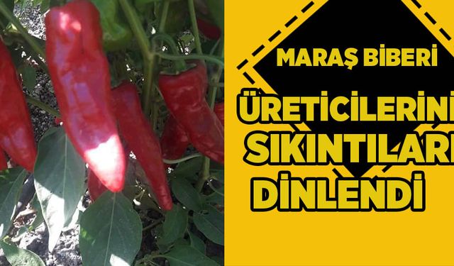 MARAŞ BİBERİ ÜRETİCİLERİNİN SIKINTILARI DİNLENDİ