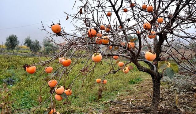 TÜRKOĞLU’NDA YILDA 1500 TON HURMA İHRACATI YAPILIYOR