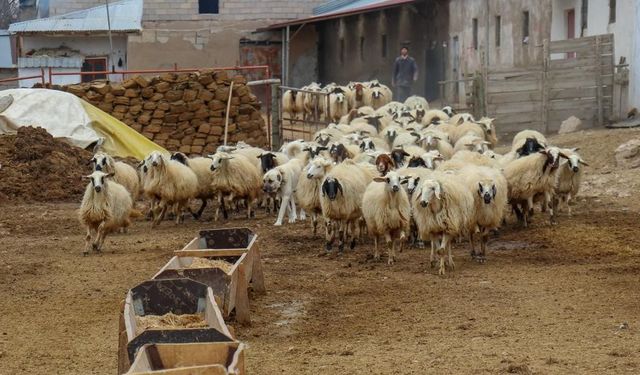 Aycan, “Hayvancılıkla uğraşan vatandaşlar desteklenmeli”