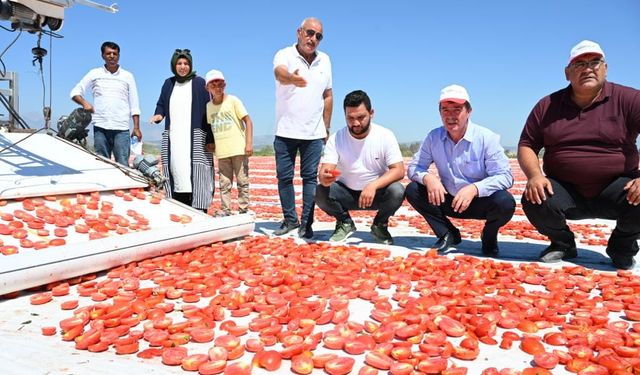 Türkoğlu, kurutulmuş domates ihracatına hazırlanıyor