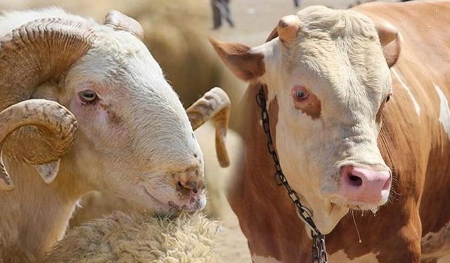 5 ilçede kurban fiyatları netleşti