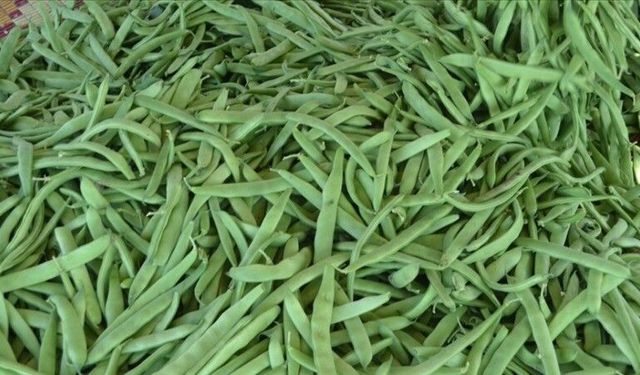 Yeşil Fasulye Kilosu 200 TL’den Tezgahlardaki Yerini Aldı