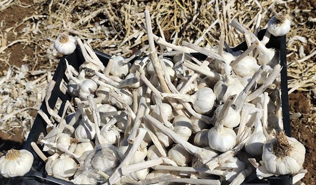 Sarımsak Hasadı Başladı