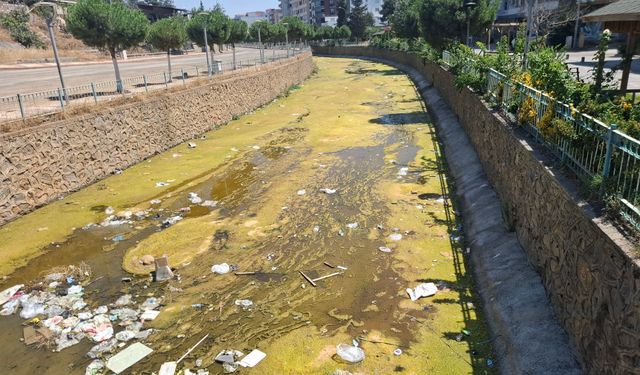 Yosun, Çöp ve Koku, Kanal Yeşile Büründü