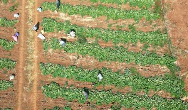 Üretimin Kalbi Türkoğlu'nda Atıyor