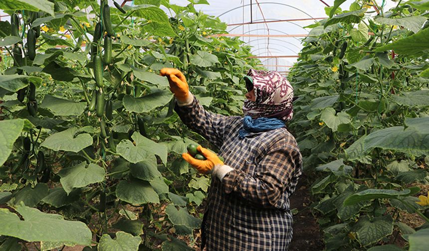 Türkoğlu’nun tarımsal zenginliği ekonomiye can veriyor