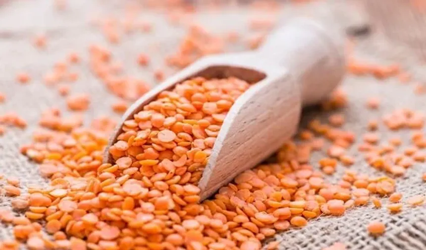 Üreticiye kırmızı mercimek ve nohut tohumu desteği