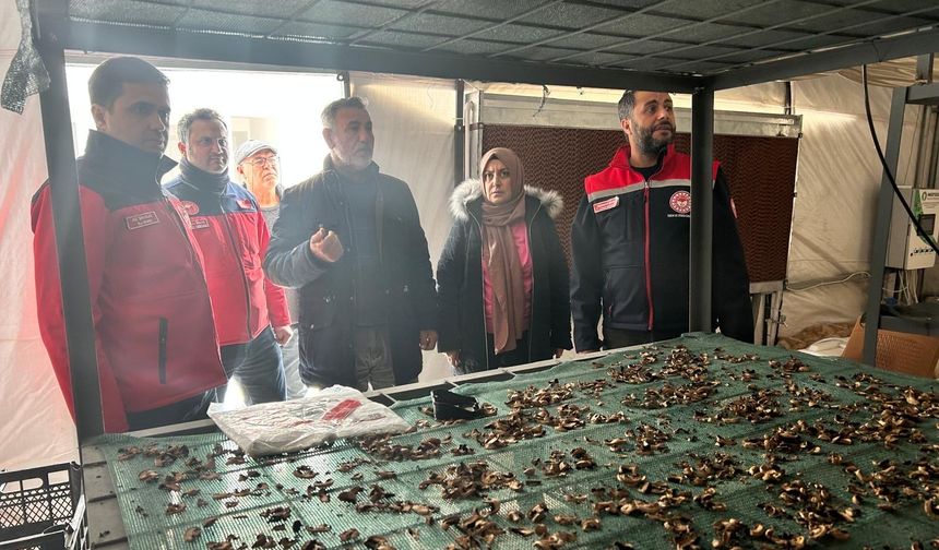 Kar Yağışı Seralarda Hasara Yol Açtı