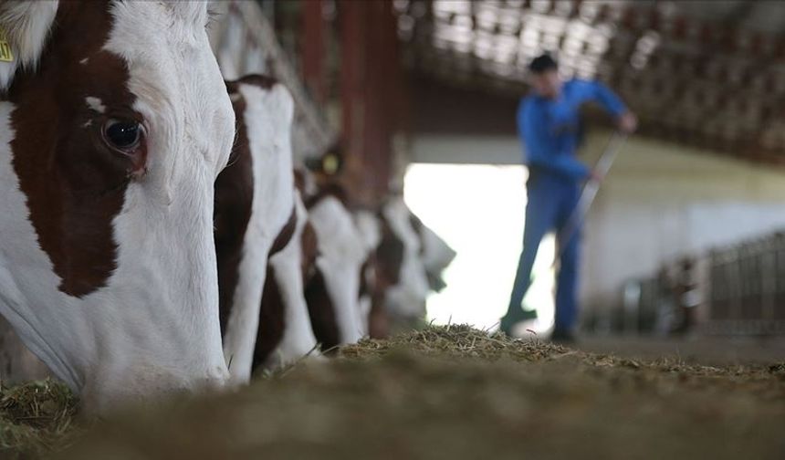 2026 Besilik Sığır İthalatı Başvuruları Başladı